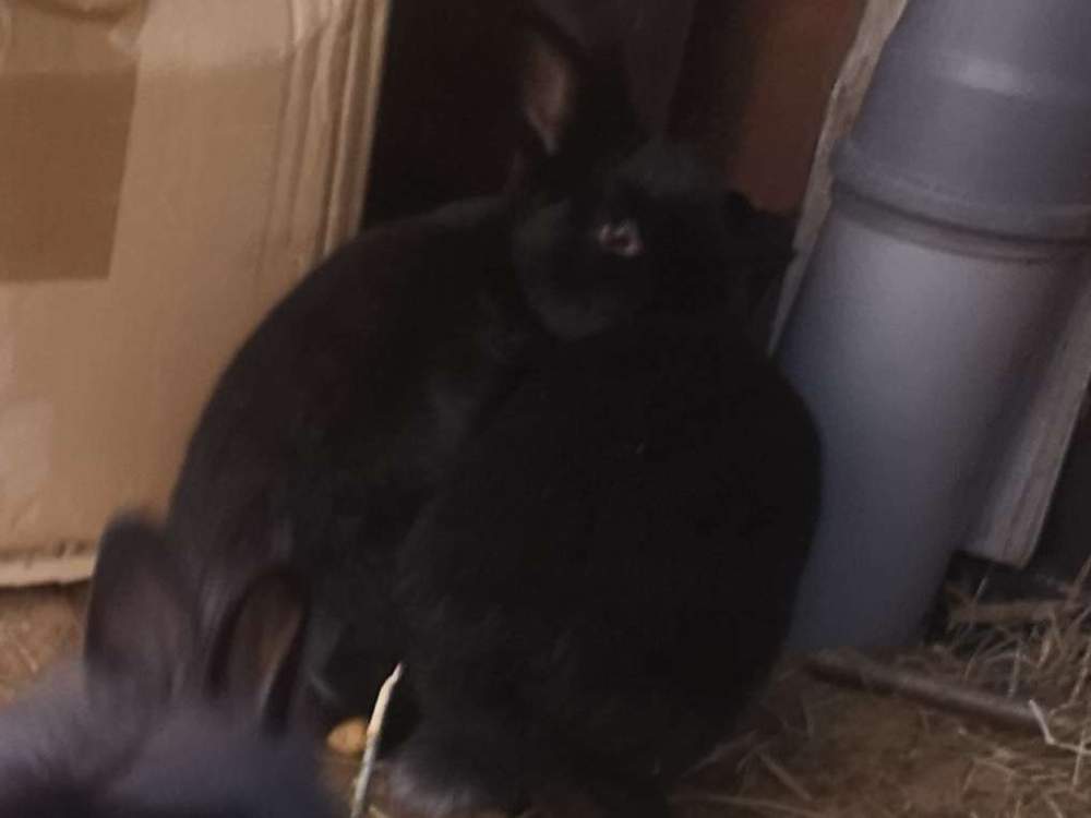 Mixed Breed Rabbit Pet only  