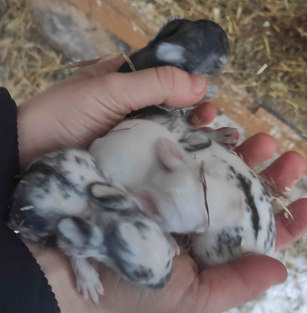 Mixed Breed Rabbit Breeder  