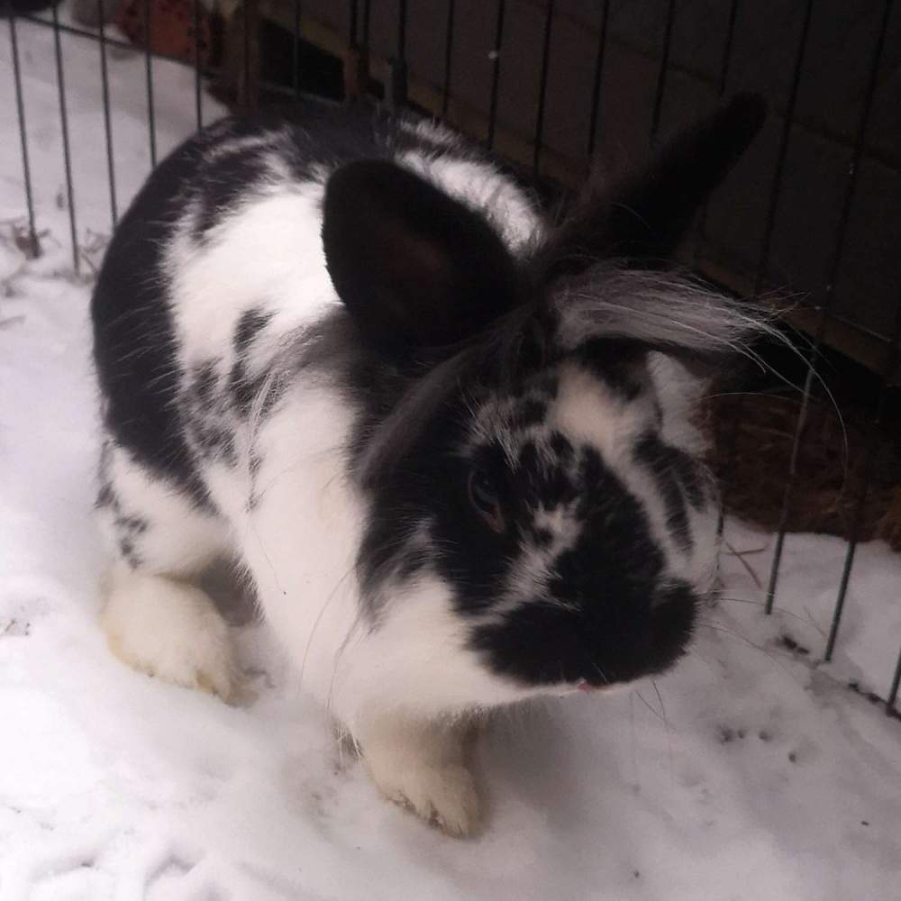 Mixed Breed Rabbit Breeder  