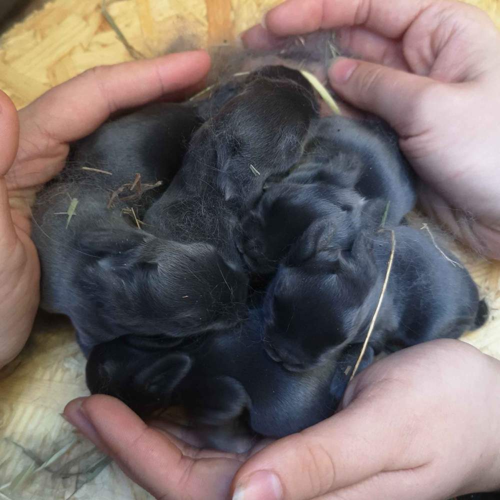 Blue Holicer Breeder  