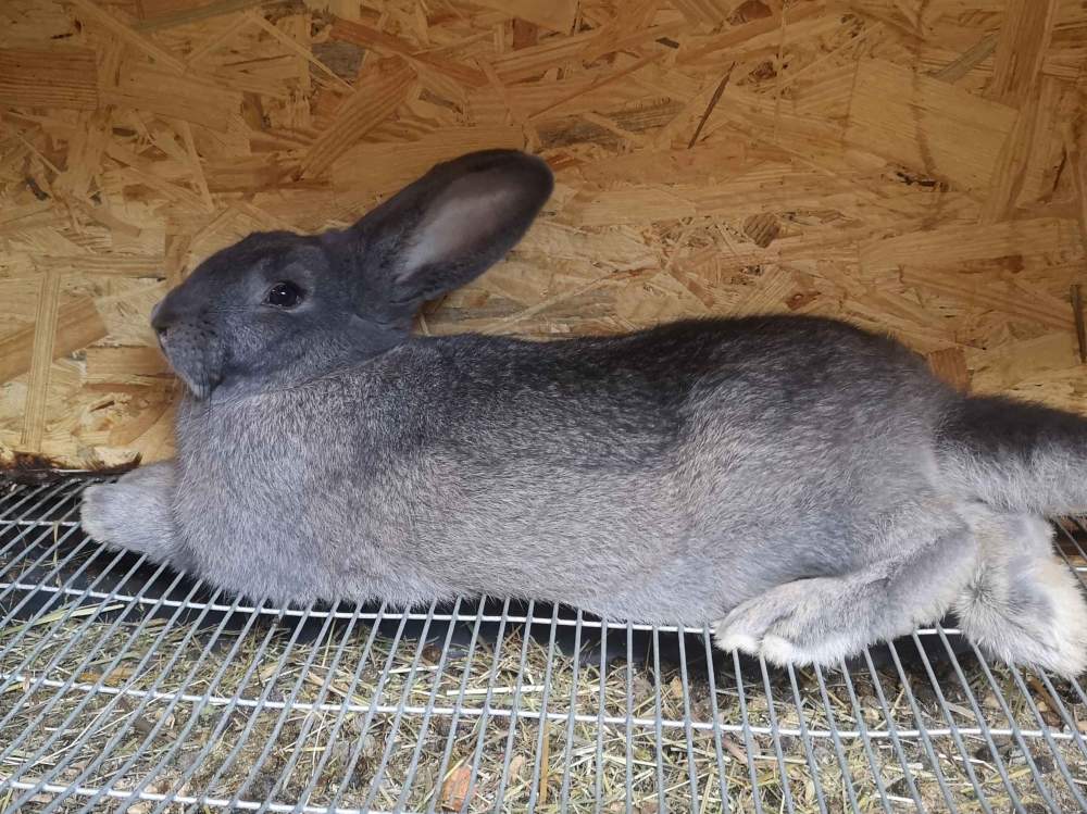 Mixed Breed Rabbit Deceased  