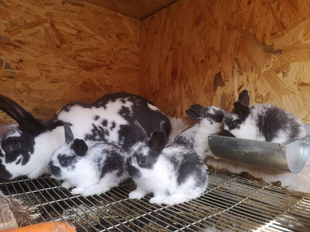 Mixed Breed Rabbit Breeder  