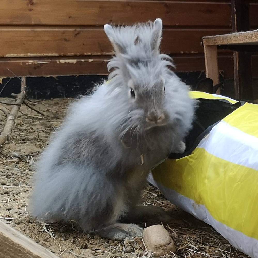Mixed Breed Rabbit Breeder  