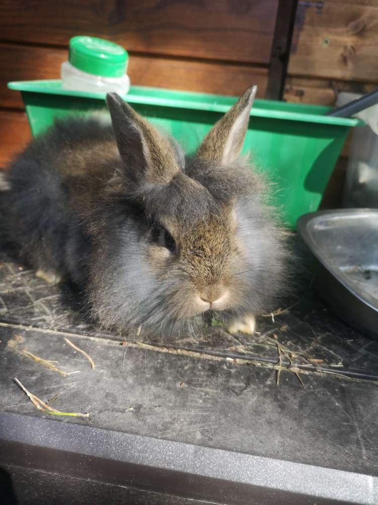 Mixed Breed Rabbit Breeder  