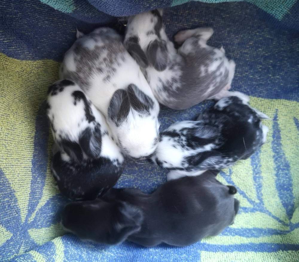 Mixed Breed Rabbit Pet only  