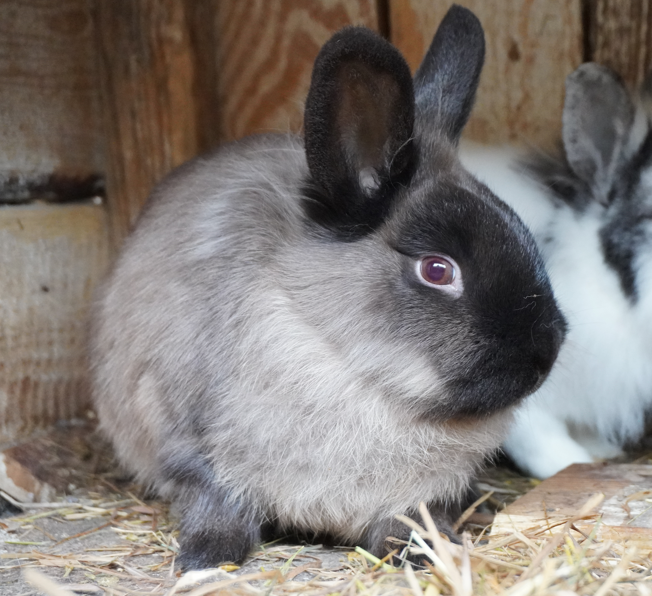 Mixed Breed Rabbit Breeder  