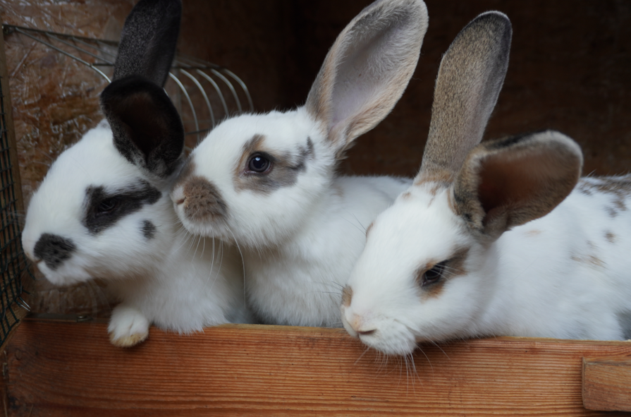 Mixed Breed Rabbit Breeder  