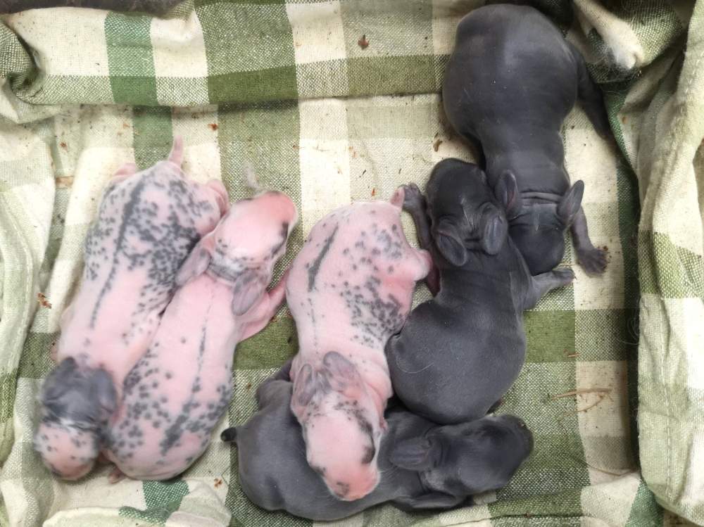 Mixed Breed Rabbit Breeder  