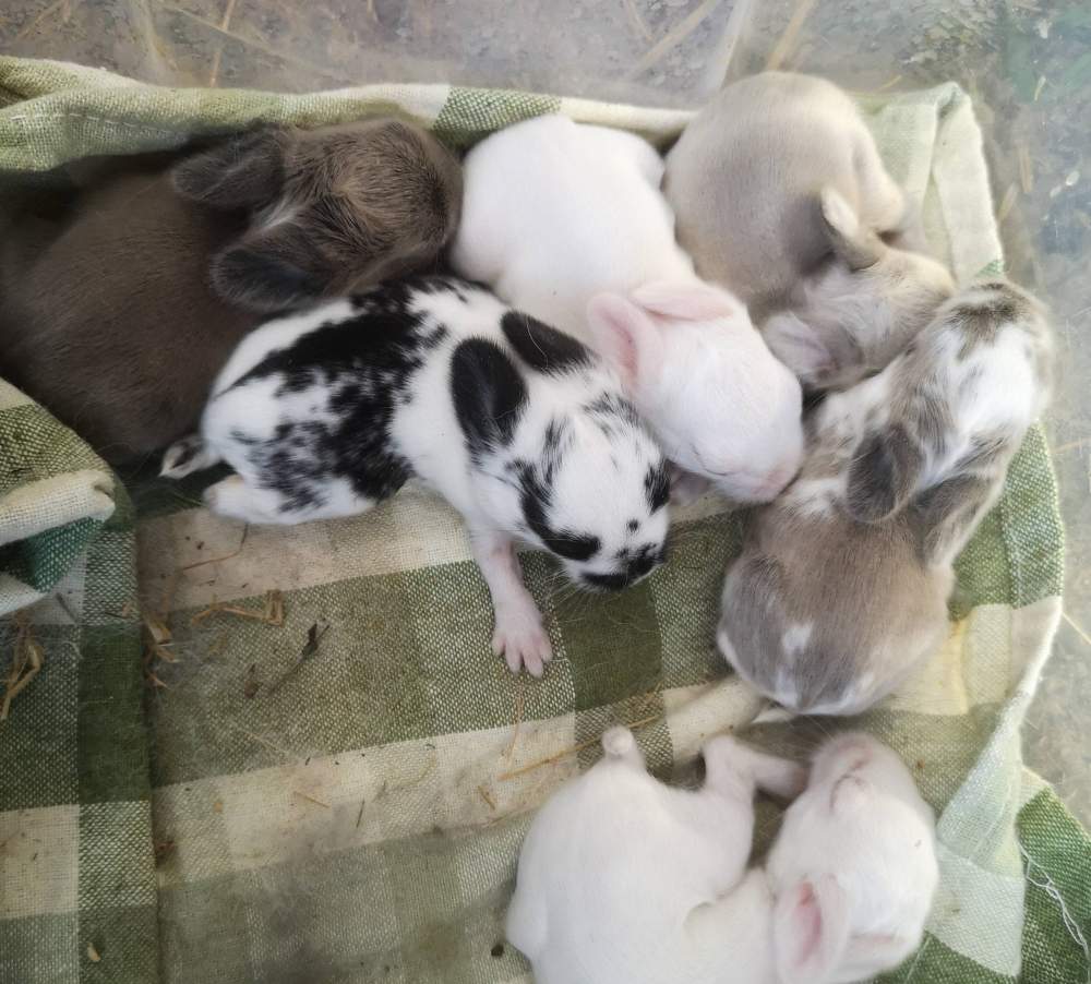 Mixed Breed Rabbit Breeder  
