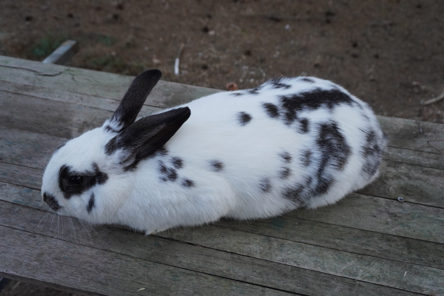 Mixed Breed Rabbit Breeder  