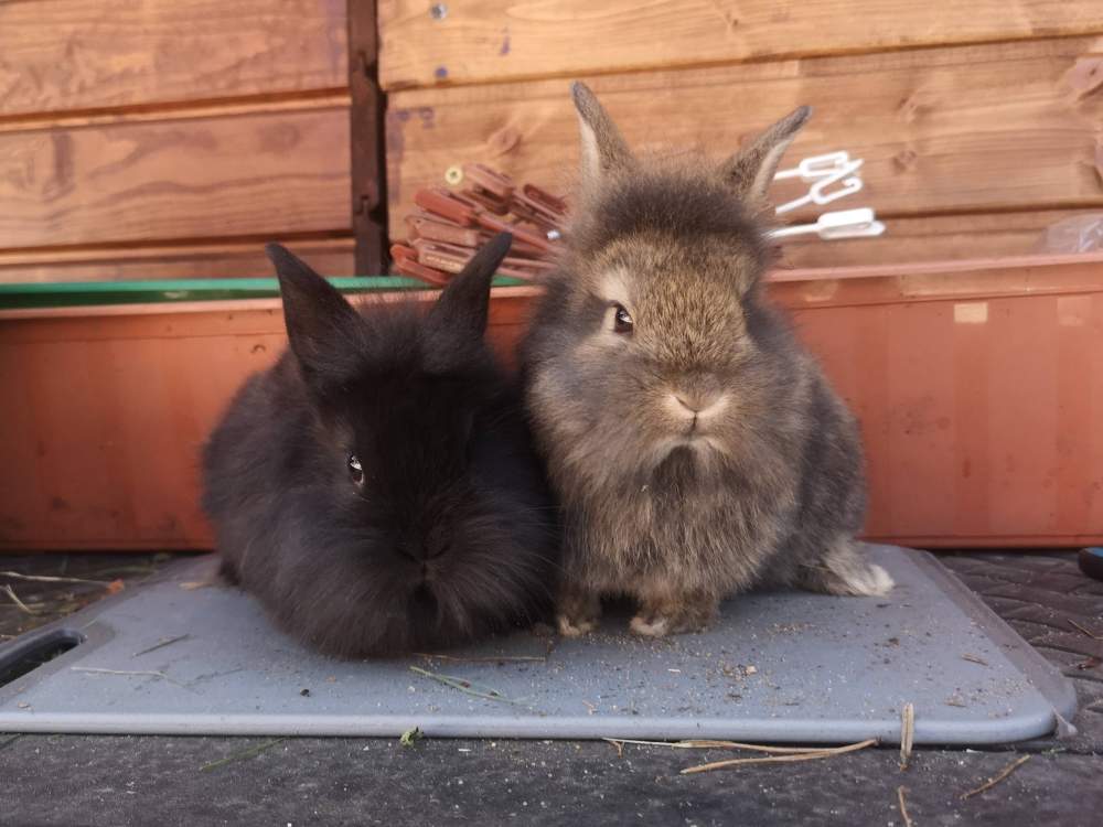 Mixed Breed Rabbit Breeder  