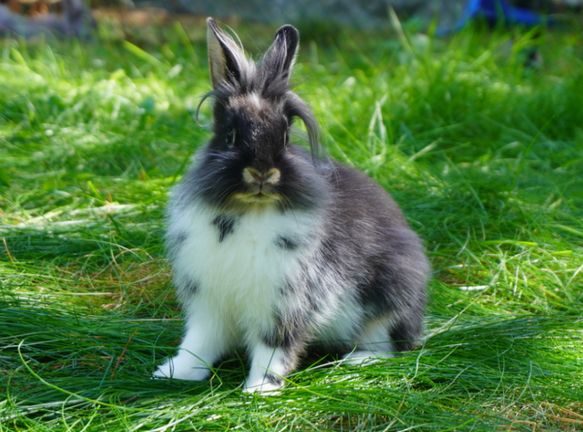Mixed Breed Rabbit Breeder  