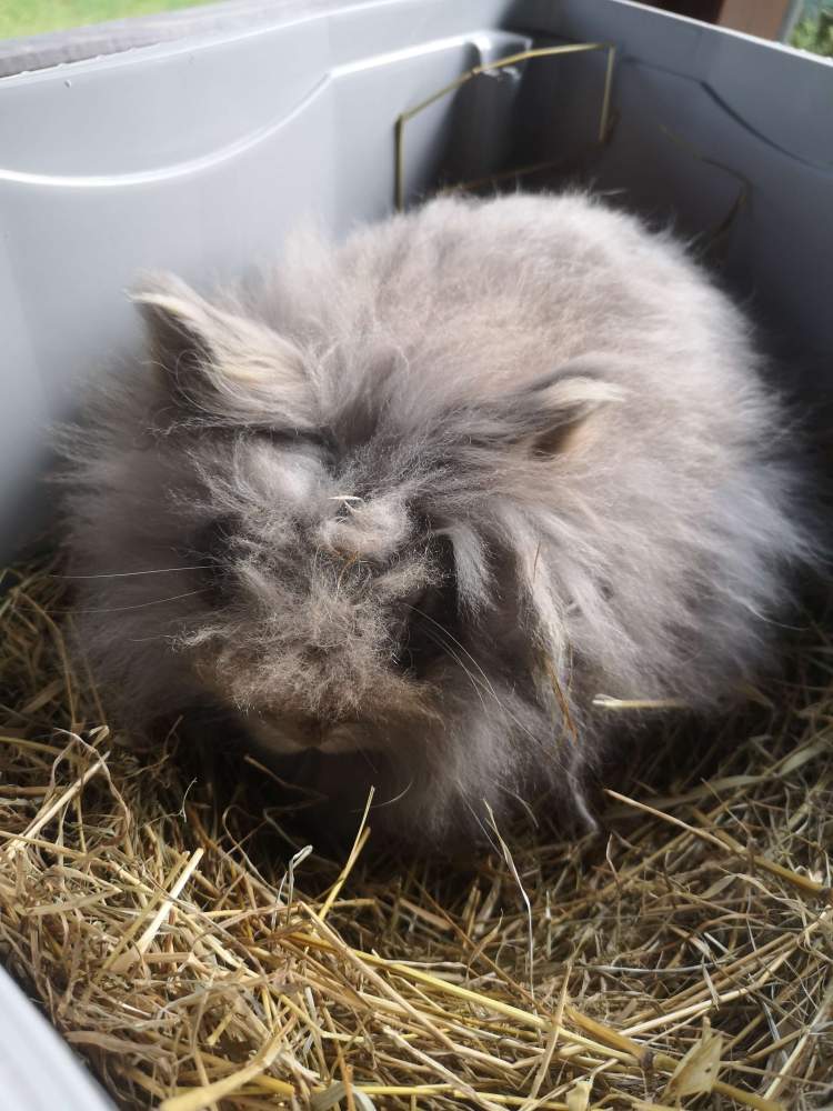 Mixed Breed Rabbit Breeder  