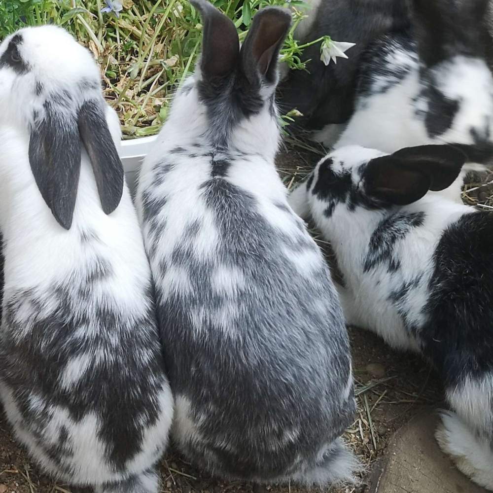 Mixed Breed Rabbit Breeder  