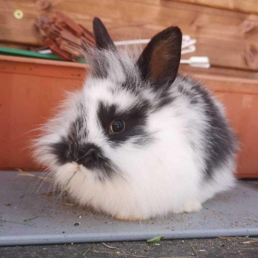 Mixed Breed Rabbit Breeder  