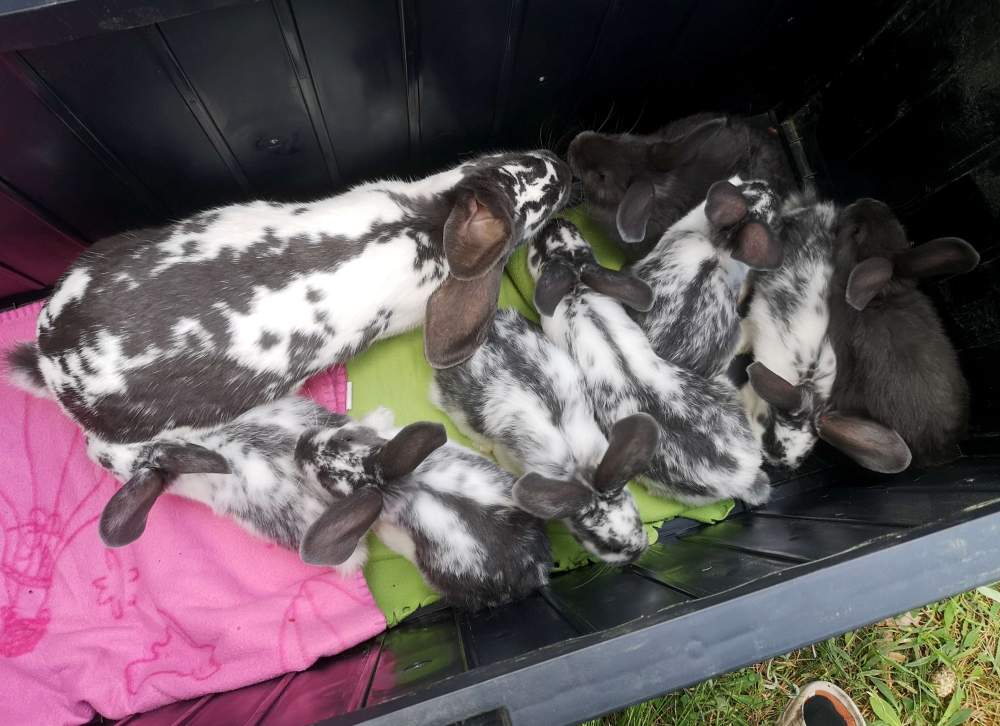 Mixed Breed Rabbit Breeder  