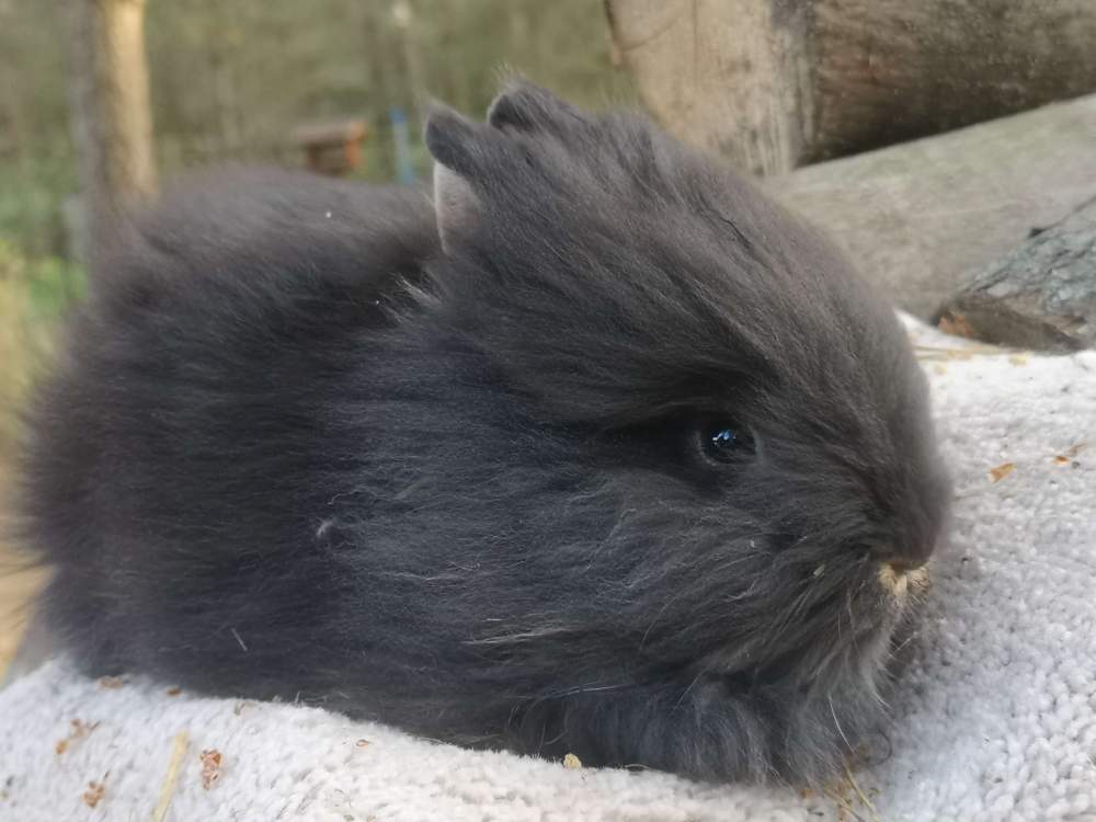 Mixed Breed Rabbit Breeder  