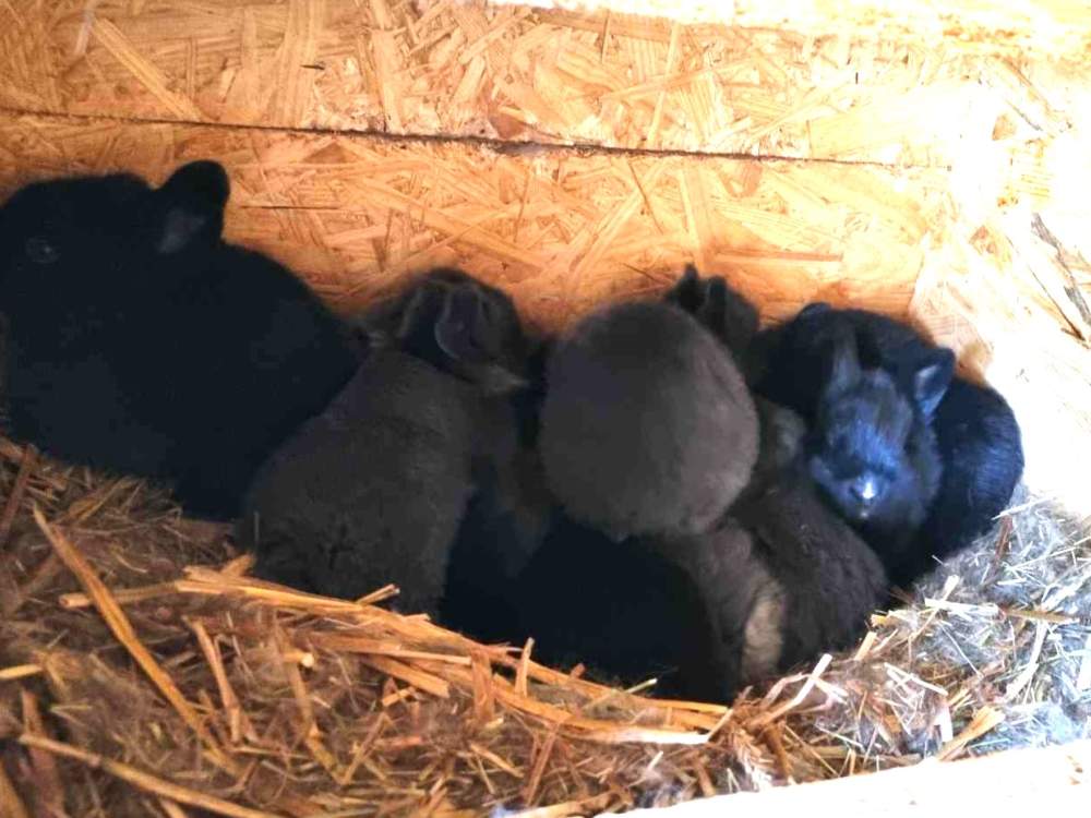 Mixed Breed Rabbit Breeder  