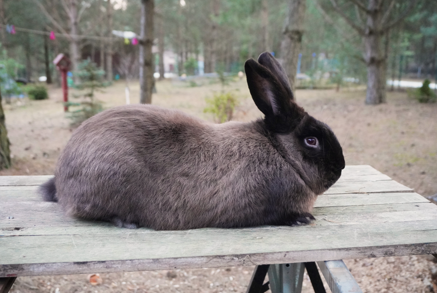 Special rabbit Breeder  
