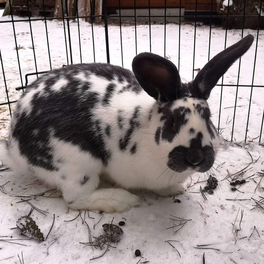 Mixed Breed Rabbit Breeder  