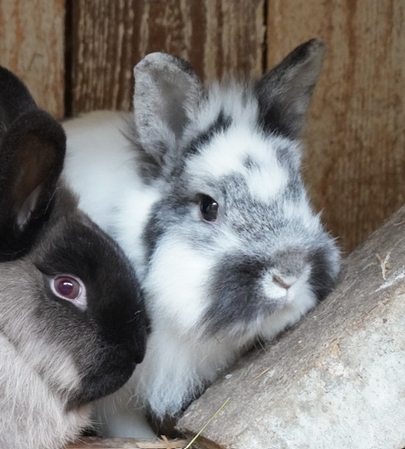 Mixed Breed Rabbit Breeder  