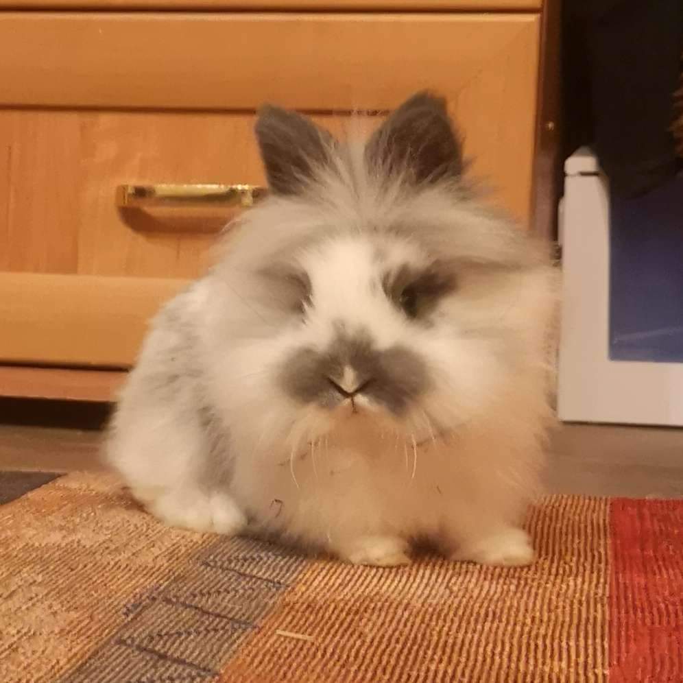 Mixed Breed Rabbit Breeder  