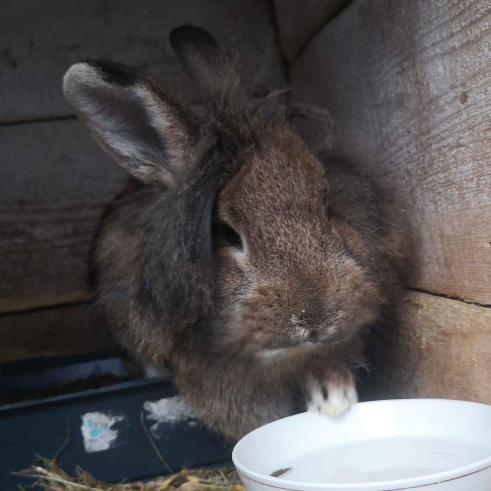Mixed Breed Rabbit Breeder  