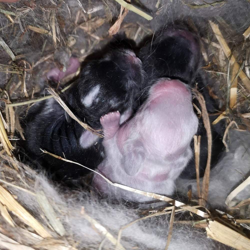 Mixed Breed Rabbit Pet only  