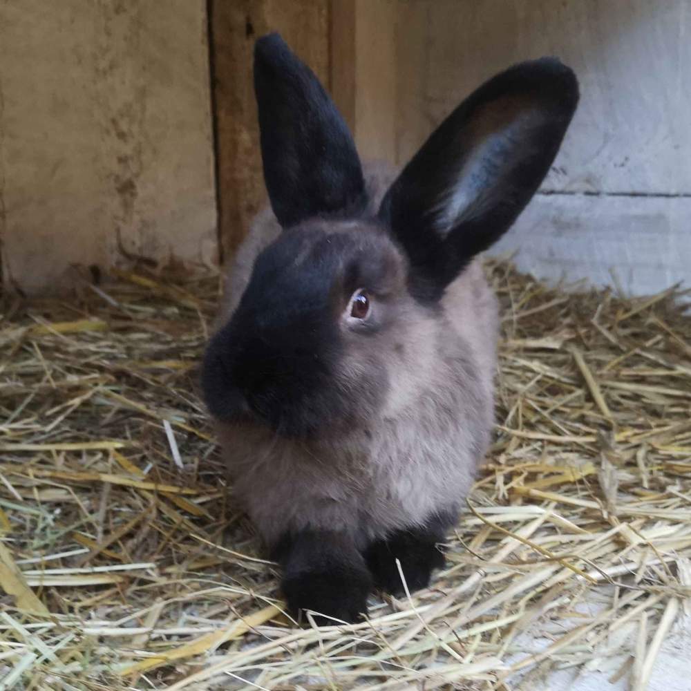 Special rabbit Breeder  