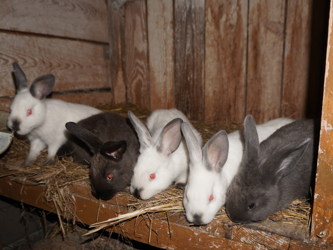 Mixed Breed Rabbit Breeder  
