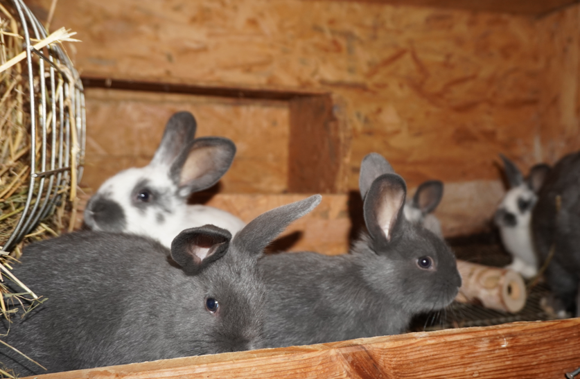 Mixed Breed Rabbit Breeder  