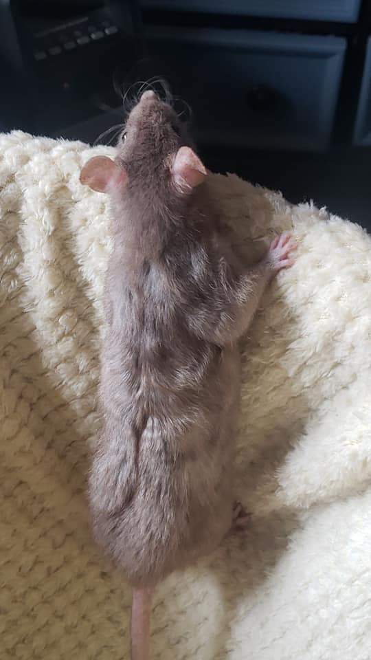 Fancy rat Breeder SSFB Big Mama 5035