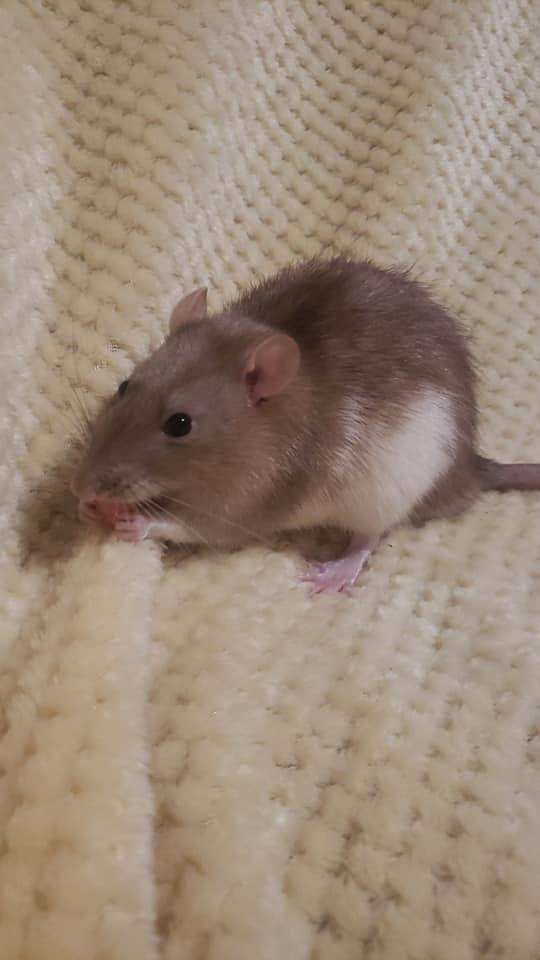 Fancy rat Pet only Rattus norvegicus 