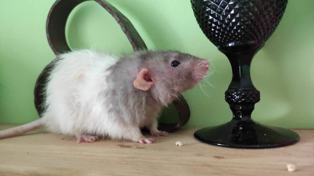 Fancy rat Breeder Rattus norvegicus 
