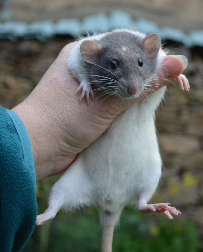 Fancy rat Retired Rattus norvegicus 