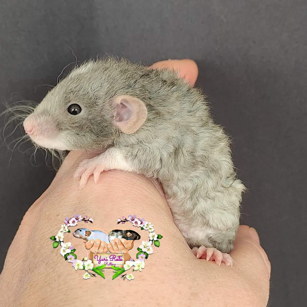 Fancy rat Breeder Rattus norvegicus 