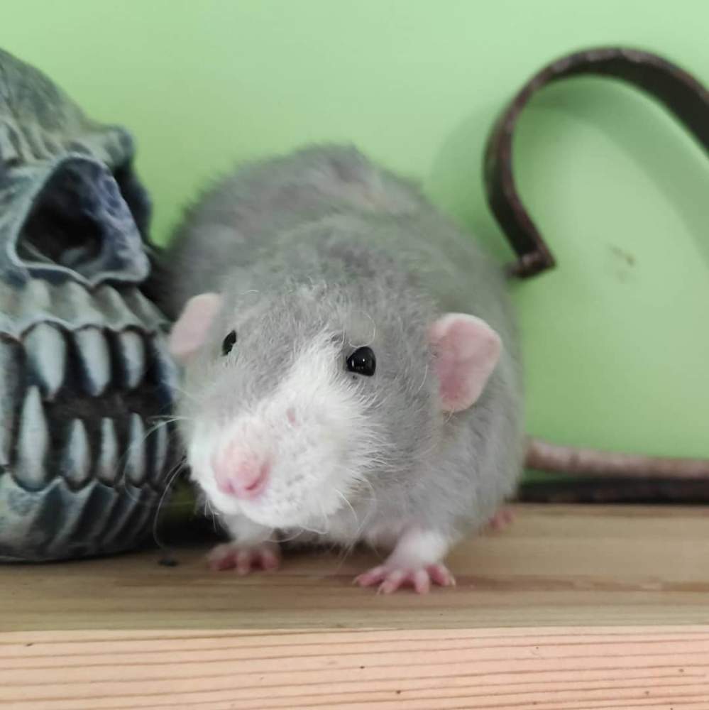 Fancy rat Breeder Rattus norvegicus Spain, Verín