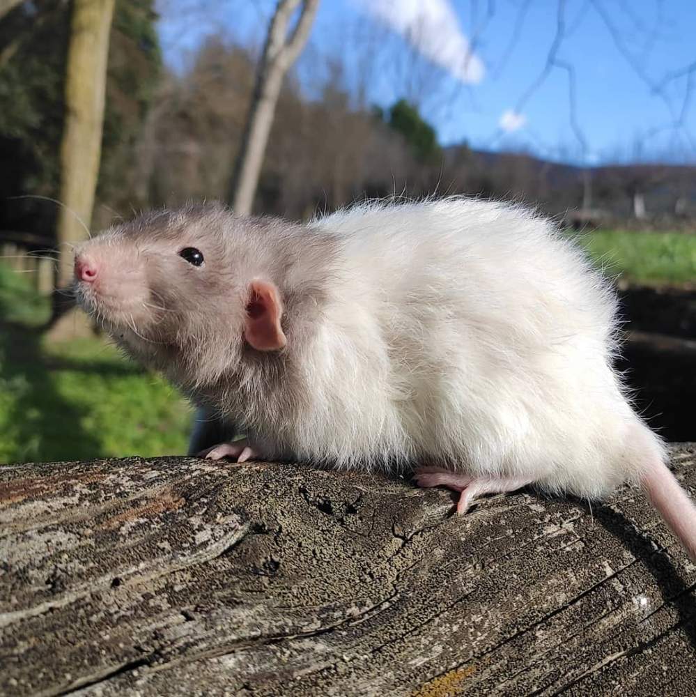 Fancy rat Breeder Rattus norvegicus Spain, Verín