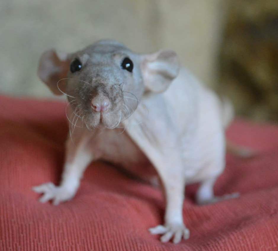 Fancy rat Retired Rattus norvegicus 