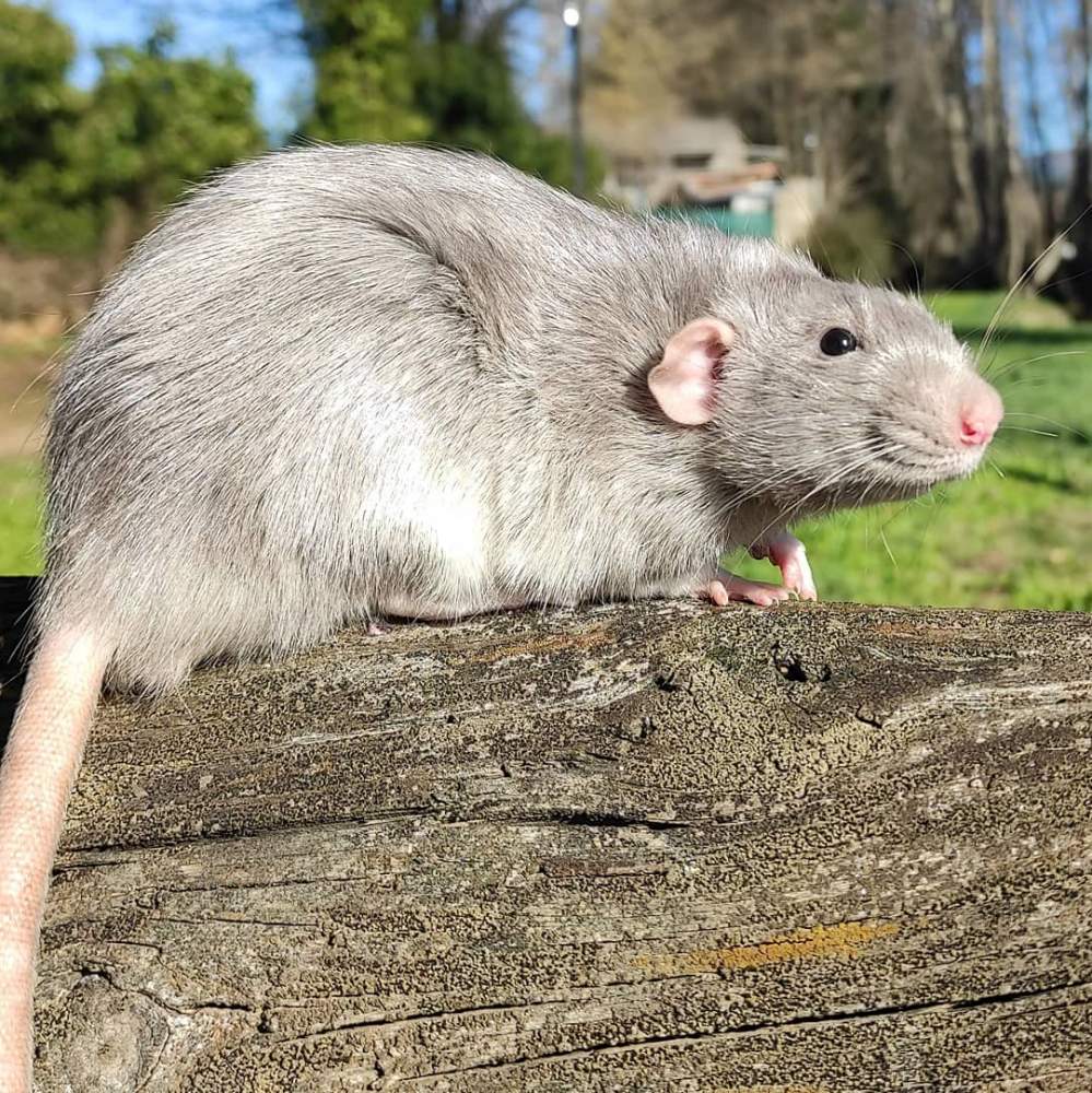 Fancy rat Retired Rattus norvegicus 