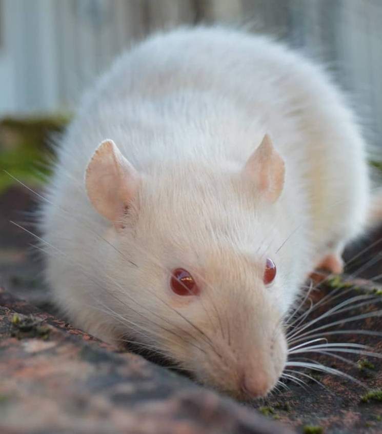 Fancy rat Retired Rattus norvegicus Spain, Verín