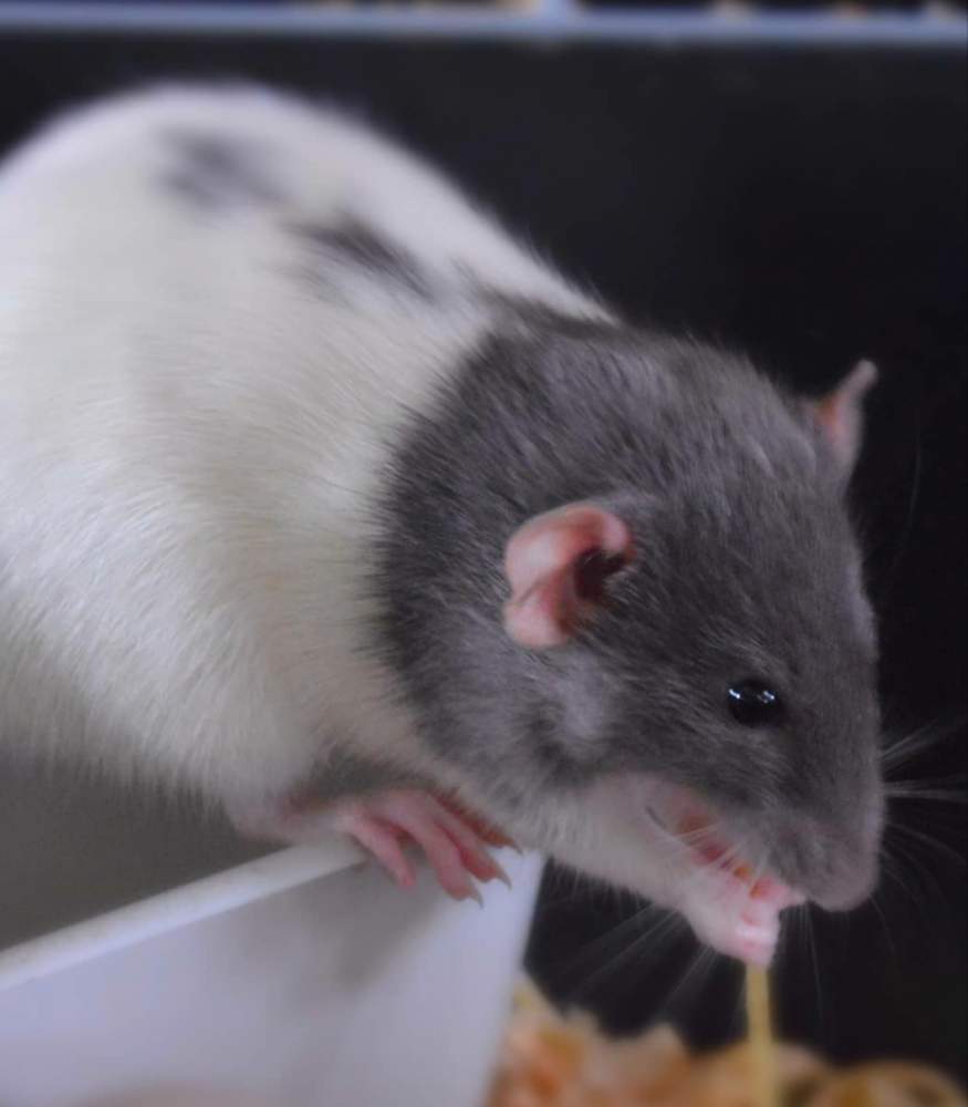 Fancy rat Retired Rattus norvegicus 