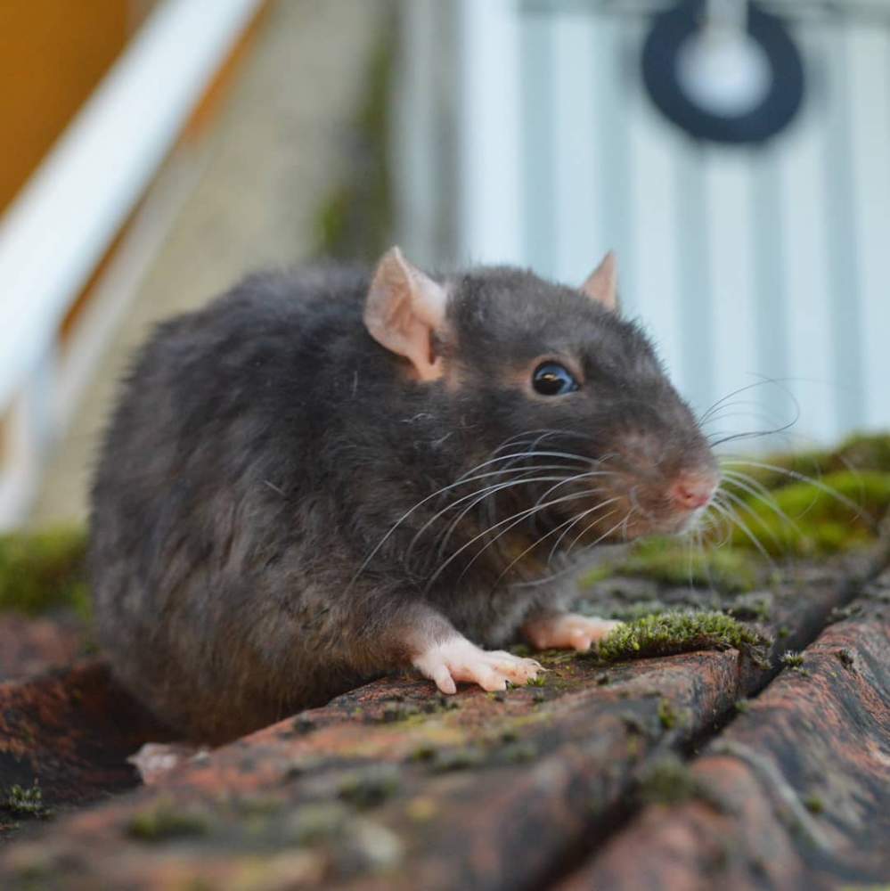 Fancy rat Retired Rattus norvegicus Spain, Verín