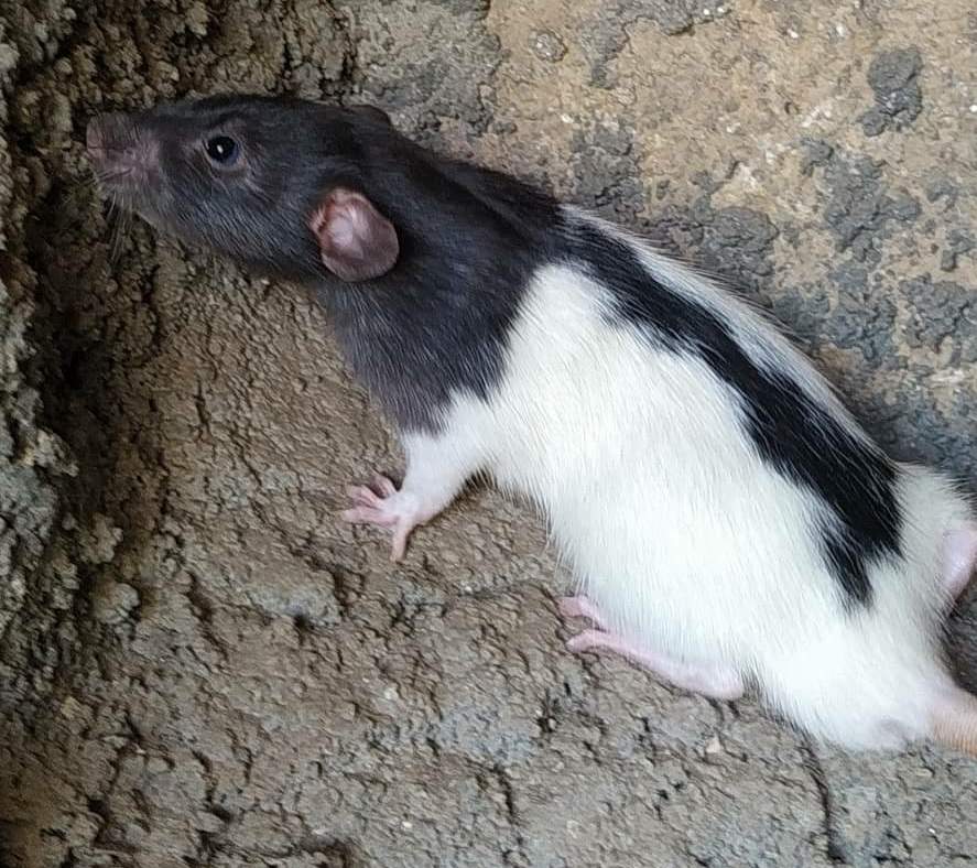 Fancy rat Pet only Rattus norvegicus 