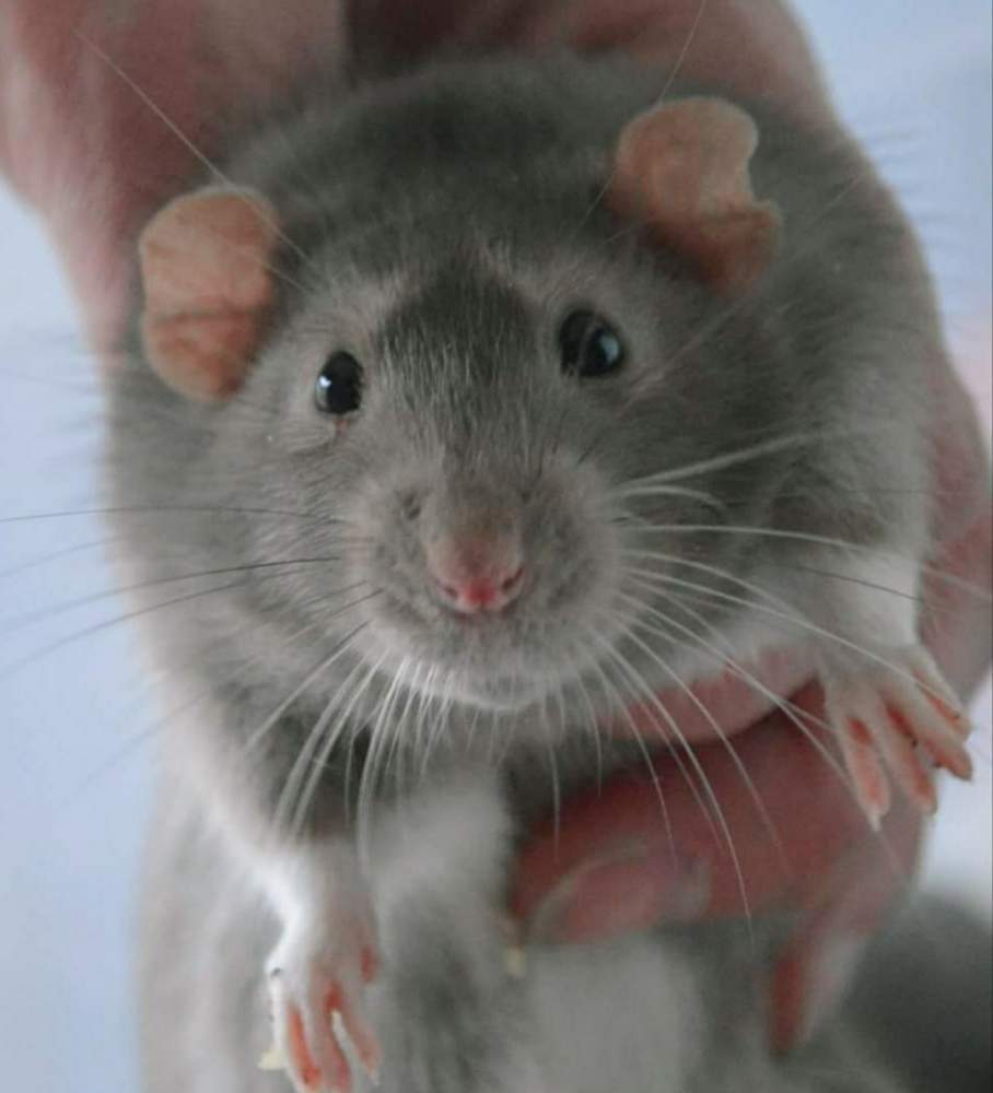 Fancy rat Deceased Rattus norvegicus 