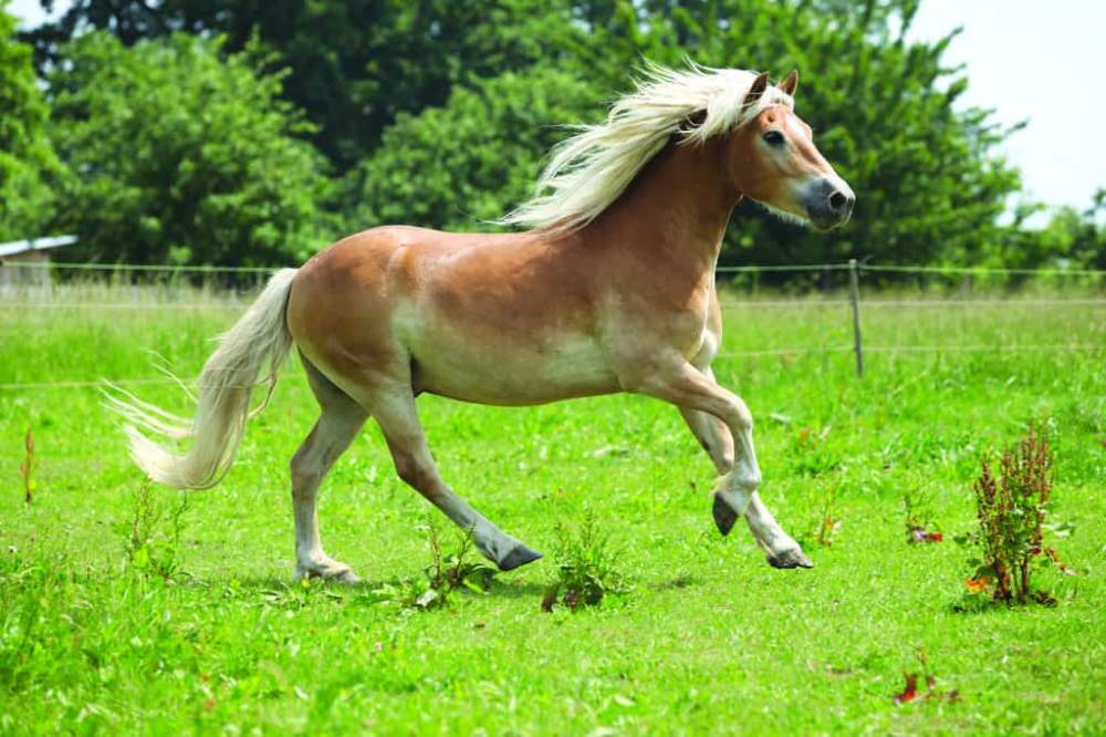 Pony Breeder Equus caballus Hungary, Budapest