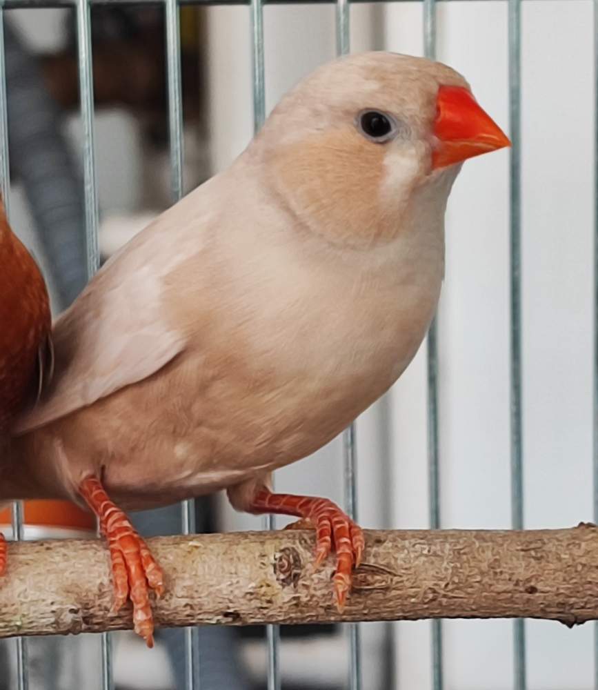 zebrapinty Breeder Taeniopygia guttata 
