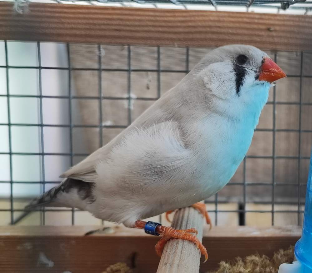 zebrapinty Breeder Taeniopygia guttata 