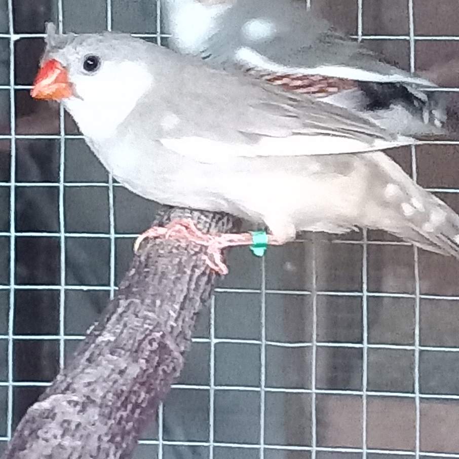 zebrapinty Owned by other Taeniopygia guttata 