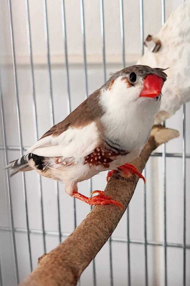 zebrapinty Breeder Taeniopygia guttata 